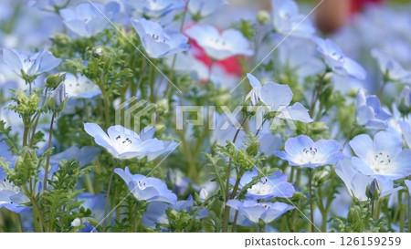 Nemophila and tulip 126159259