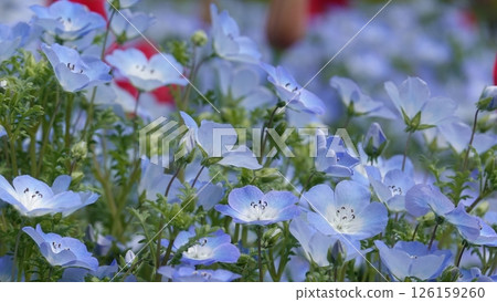 Nemophila and tulip 126159260