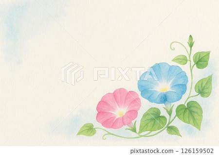 Morning glory 126159502