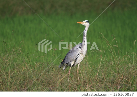 Heron aiming for prey Heron aiming for prey 126160057