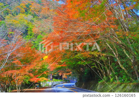 Autumn in Yabakei (Hisashi maple) Autumn in Yabakei (Hisashi maple) 126160165