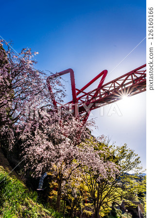 Cherry blossoms at Nakaojo Castle Park [Nagasaki Prefecture, Nishisonogi District, Nagayo Town] 126160166