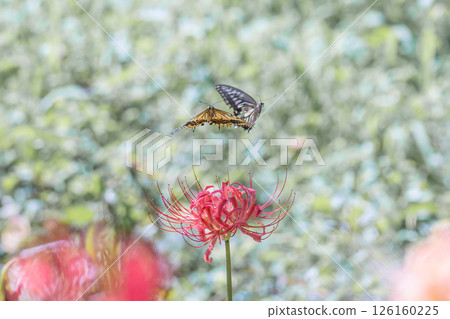 Photograph of red spider lilies and swallowtail butterflies Photograph of red spider lilies and swallowtail butterflies 126160225