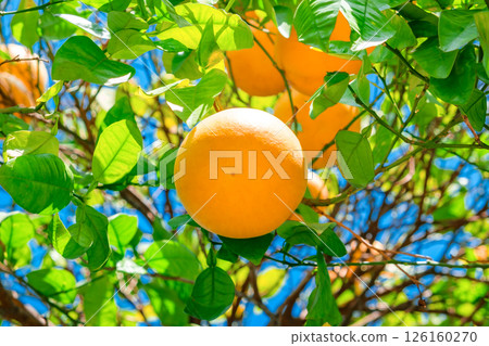 oranges ripening on branches of tree among green leaves 126160270