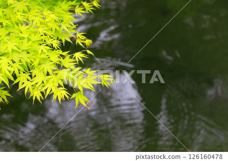 新鮮的綠色季節 新鮮的綠色季節 126160478