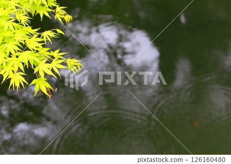 新鮮的綠色季節 126160480