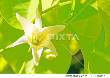 Flowers around the house, various in the four seasons. Small white star-shaped flowers have bloomed on the garden fence in the spring light. 126160549