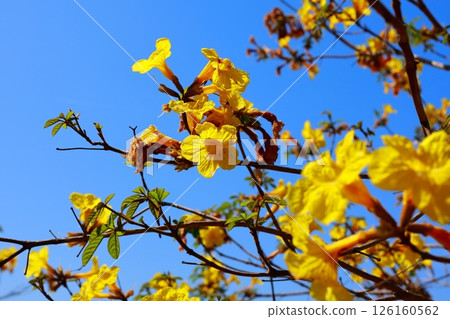 Ipe, the national flower of Brazil 126160562