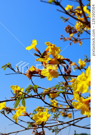 Ipe, the national flower of Brazil Ipe, the national flower of Brazil 126160564
