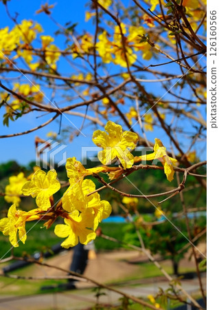 Ipe, the national flower of Brazil Ipe, the national flower of Brazil 126160566