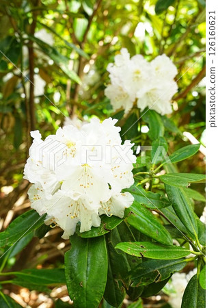 White rhododendron in full bloom White rhododendron in full bloom 126160621