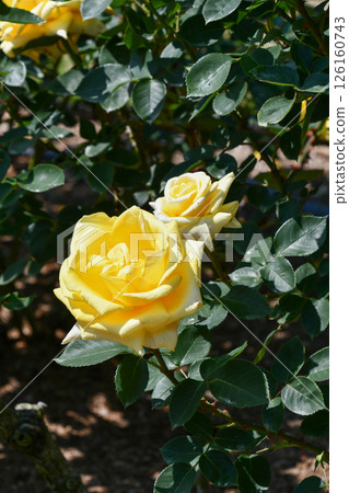 Rose "Kouka" 126160743