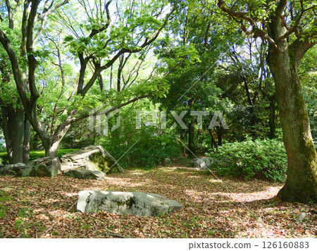 Lush green scenery | Sarue Onshi Park Lush green scenery | Sarue Onshi Park 126160883