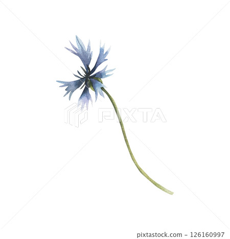 Blue wild cornflower watercolor illustration. Hand drawn field floral element, petal blooming flower clipart for poster, card, banner template design 126160997