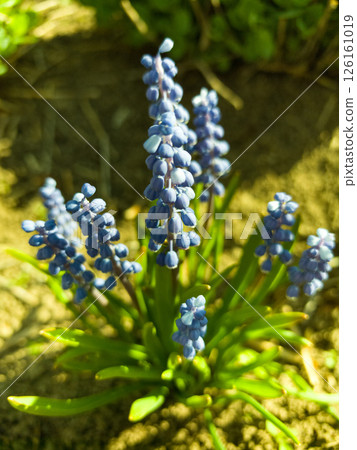 Vibrant blue flowers bloom in a sunlit garden during springtime's gentle embrace Vibrant blue flowers bloom in a sunlit garden during springtime's gentle embrace 126161019