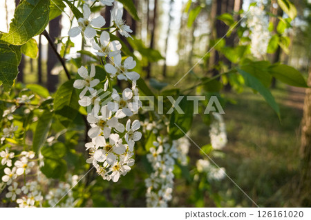 Blossoming white flowers in a serene forest during golden hour glow 126161020