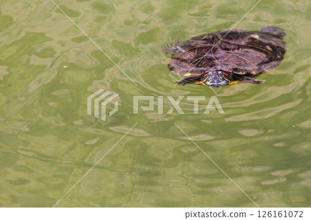 Turtles in a Japanese Garden 126161072