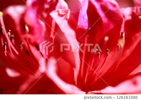 Yuushien in the spring when the azalea blooms 126161080