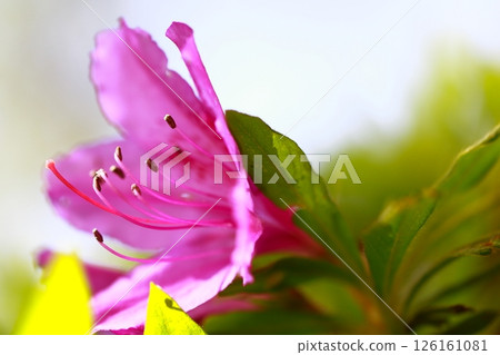 Yuushien in the spring when the azalea blooms Yuushien in the spring when the azalea blooms 126161081