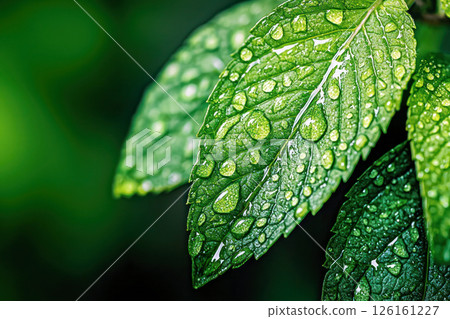 Close-up of vibrant green mint leaves with water droplets showcasing nature's beauty and freshness 126161227