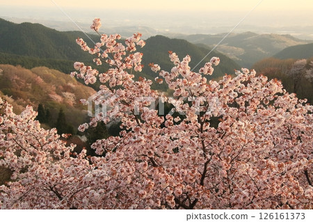 Cherry blossoms of Mt. Oteyama 126161373