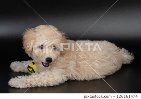 Portrait of poodle puppy 126161474