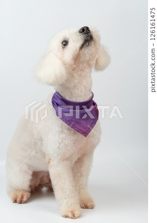 Looking up poodle dog Looking up poodle dog 126161475