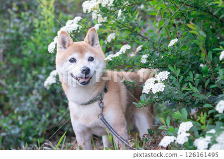 小手鞠。背景中的柴犬 可愛的柴犬 柴犬茜 126161495