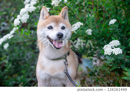 小手鞠。背景中的柴犬 可愛的柴犬 柴犬茜 小手鞠。背景中的柴犬 可愛的柴犬 柴犬茜 126161499