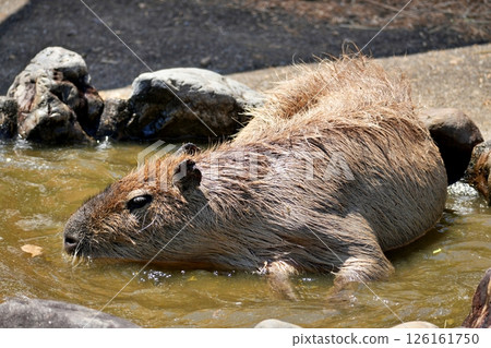 水豚 水豚 126161750