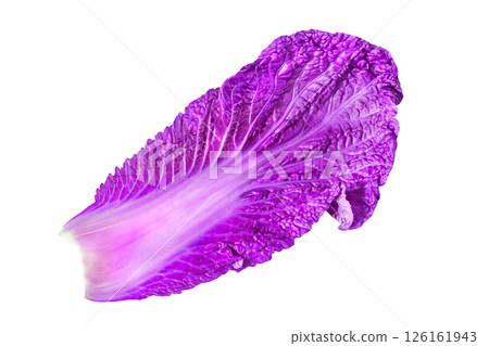 leaf of beijing red cabbage isolated on white background with clipping path leaf of beijing red cabbage isolated on white background with clipping path 126161943