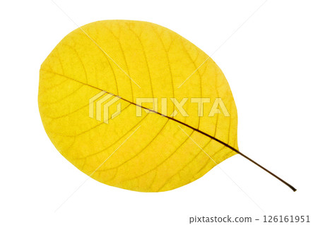 yellow autumn leaf isolated on white background with clipping path  126161951