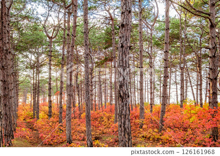 pine trees in the coniferous forest in autumn pine trees in the coniferous forest in autumn 126161968