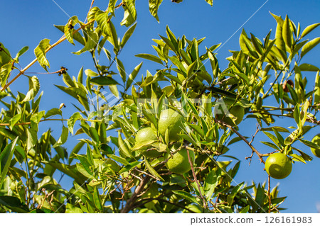 green unripe oranges on branches of tree among leaves green unripe oranges on branches of tree among leaves 126161983