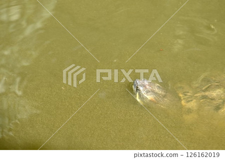 pond turtle floating on water suface in pool in garden 126162019