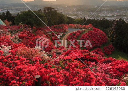 Evening view of Kasama Azalea Park 126162080