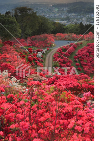 Evening view of Kasama Azalea Park 126162093