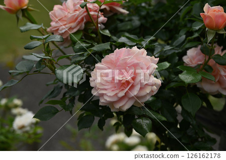 Rose of pink color 126162178