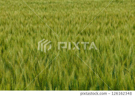 Ripened ears of wheat 126162348