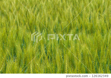 Ripened ears of wheat 126162349