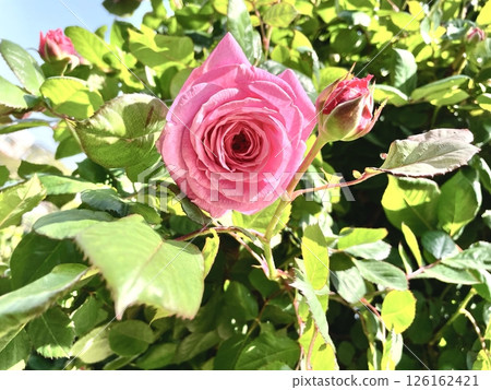 粉紅色的玫瑰花 126162421