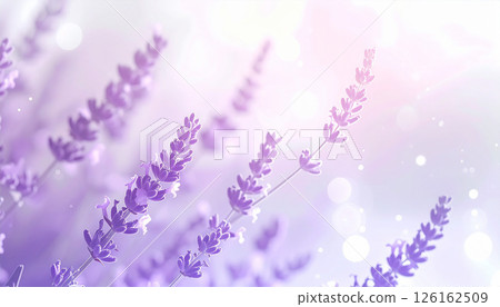 薰衣草花和散景背景在早晨的陽光下閃耀 薰衣草花和散景背景在早晨的陽光下閃耀 126162509