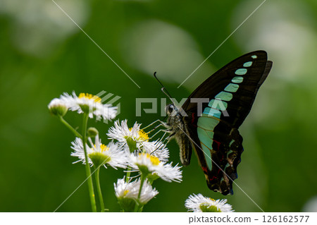 一隻藍色燕尾棲息在翡翠花上 一隻藍色燕尾棲息在翡翠花上 126162577