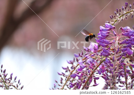 一隻蜜蜂正在從紫藤花中吸取花蜜 126162585
