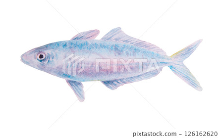 Watercolor illustration of a tropical fish resembling mackerel or small tuna. Soft marine colors, ideal for sea-themed designs, educational projects and travel materials Watercolor illustration of a tropical fish resembling mackerel or small tuna. Soft marine colors, ideal for sea-themed designs, educational projects and travel materials 126162620