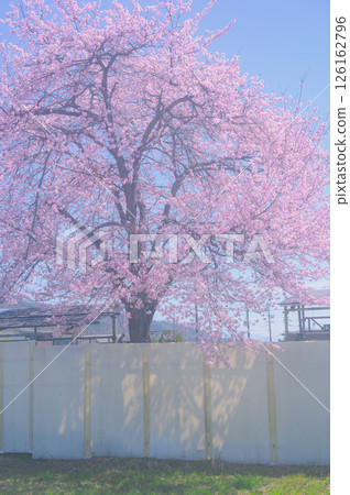 Cherry blossoms blooming in the city [Nagano Prefecture] 126162796