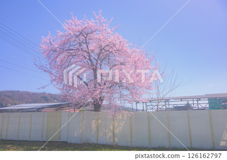 Cherry blossoms blooming in the city [Nagano Prefecture] 126162797