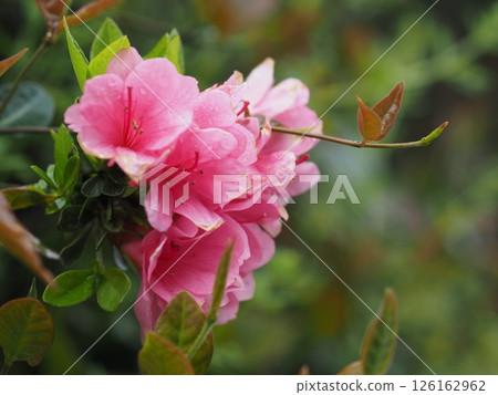 Red azalea 126162962