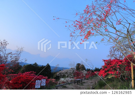 Evening view of Kasama Azalea Park in Ibaraki Prefecture 126162985