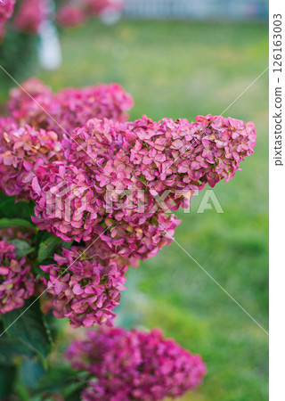 Pink Hydrangea Paniculata Fraise Melba in Garden Pink Hydrangea Paniculata Fraise Melba in Garden 126163003